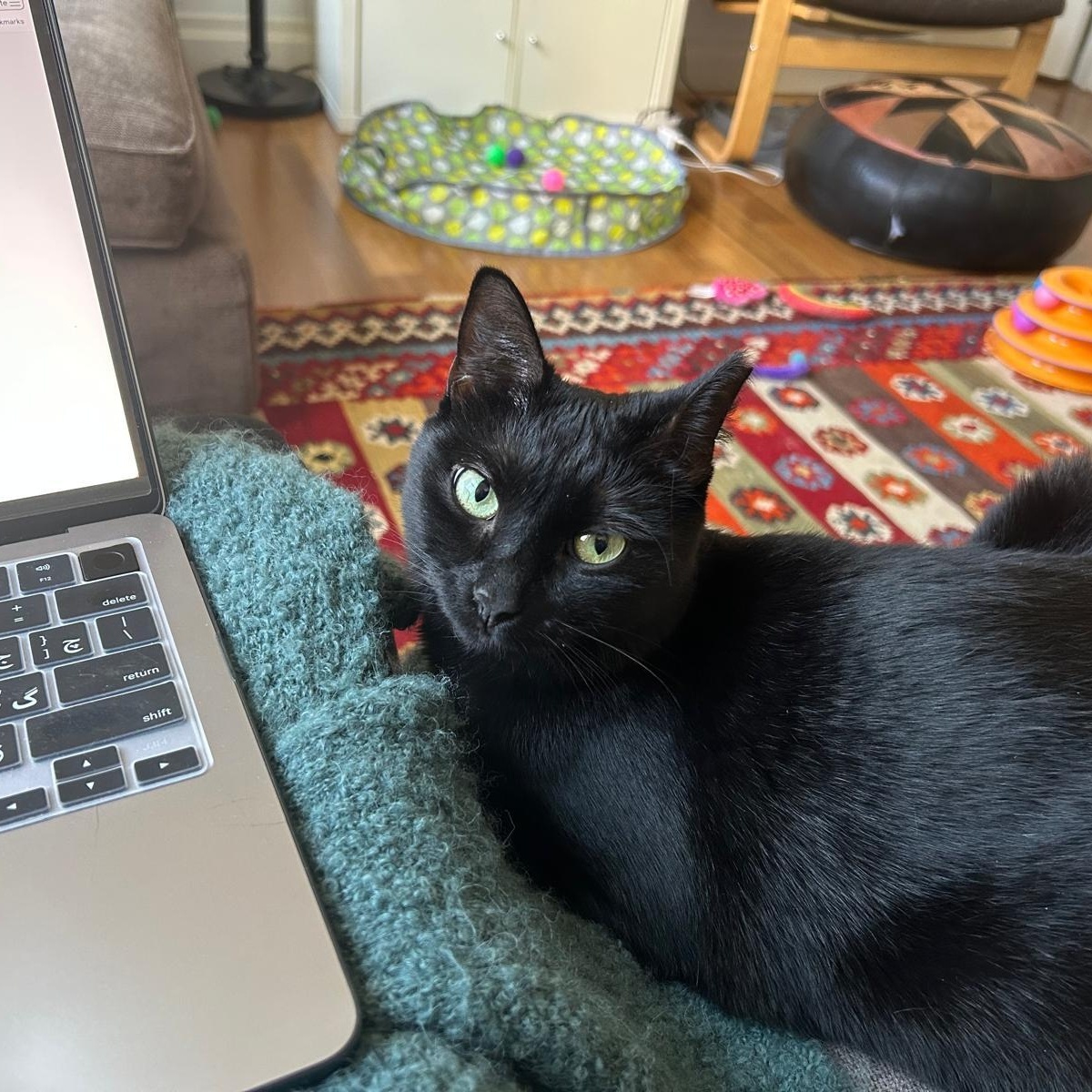 Michaela, a Adoptable Bombay in New York, NY image 2/6