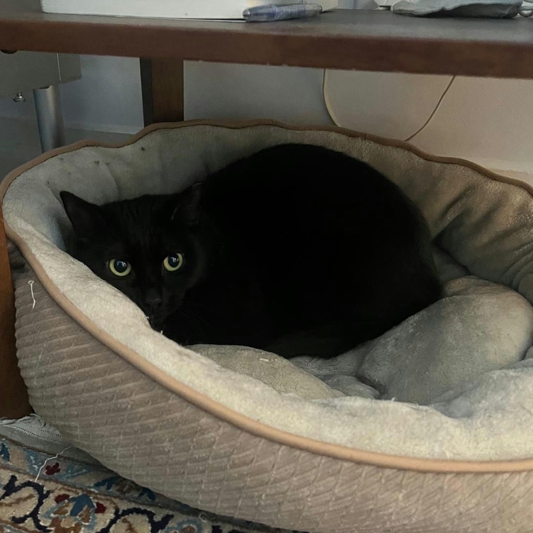 Michaela, a Adoptable Bombay in New York, NY image 5/6