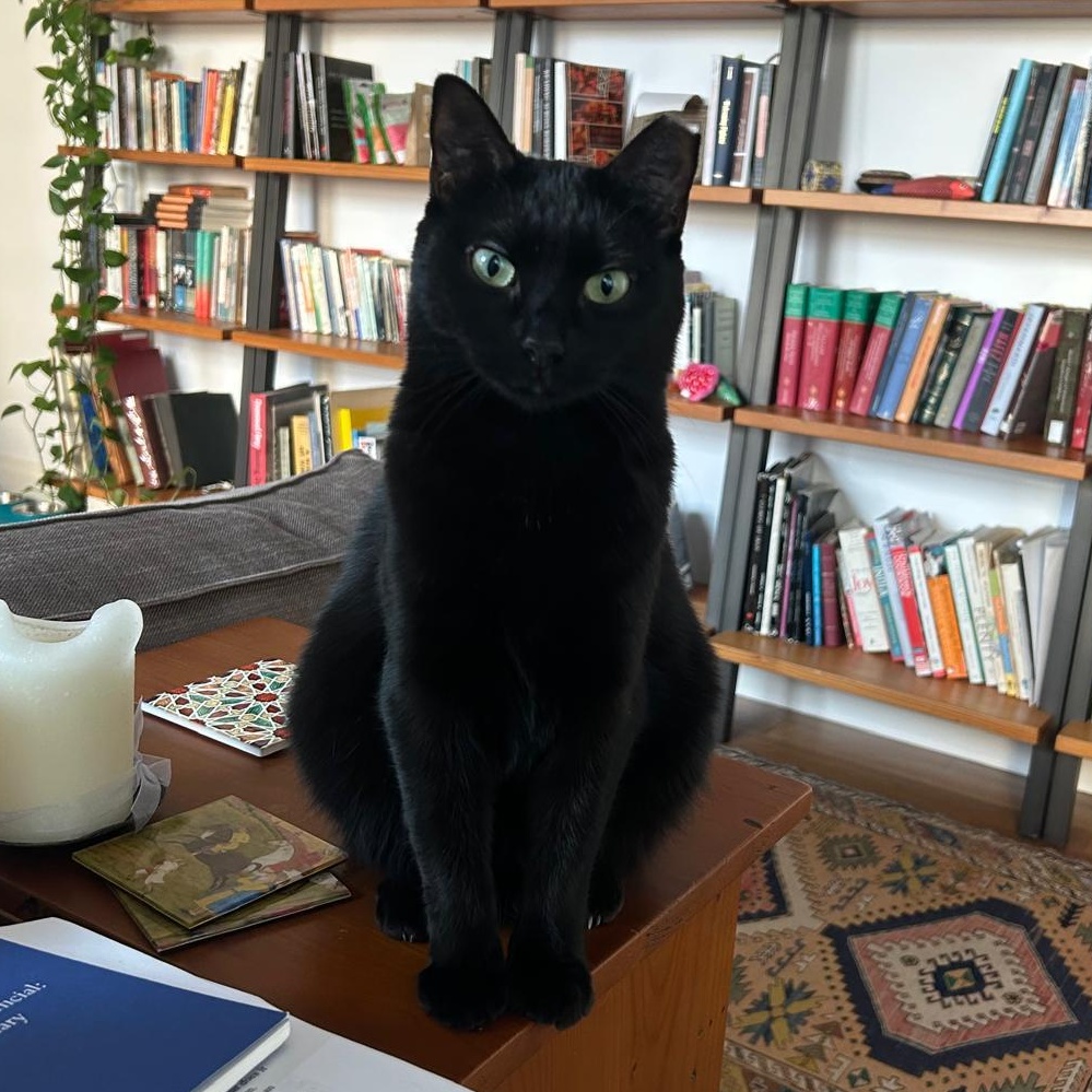 Michaela, Adoptable, Adult Female Bombay.