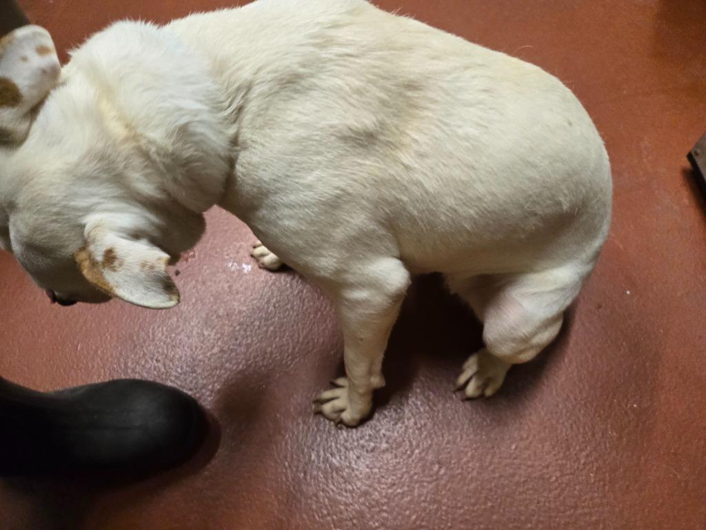 Sausage, Adoptable, Adult Female Pit Bull Terrier.