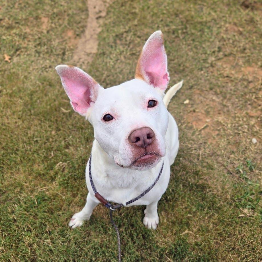 Enlarge Sausage, a Adoptable Pit Bull Terrier in Douglasville, GA image 2/6