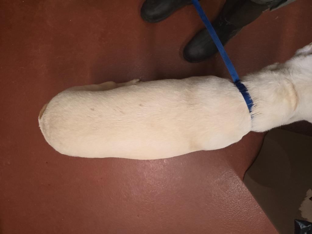 Enlarge Sausage, a Adoptable Pit Bull Terrier in Douglasville, GA image 3/6