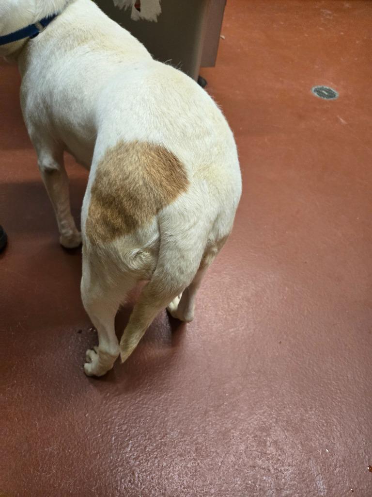 Enlarge Sausage, a Adoptable Pit Bull Terrier in Douglasville, GA image 4/6