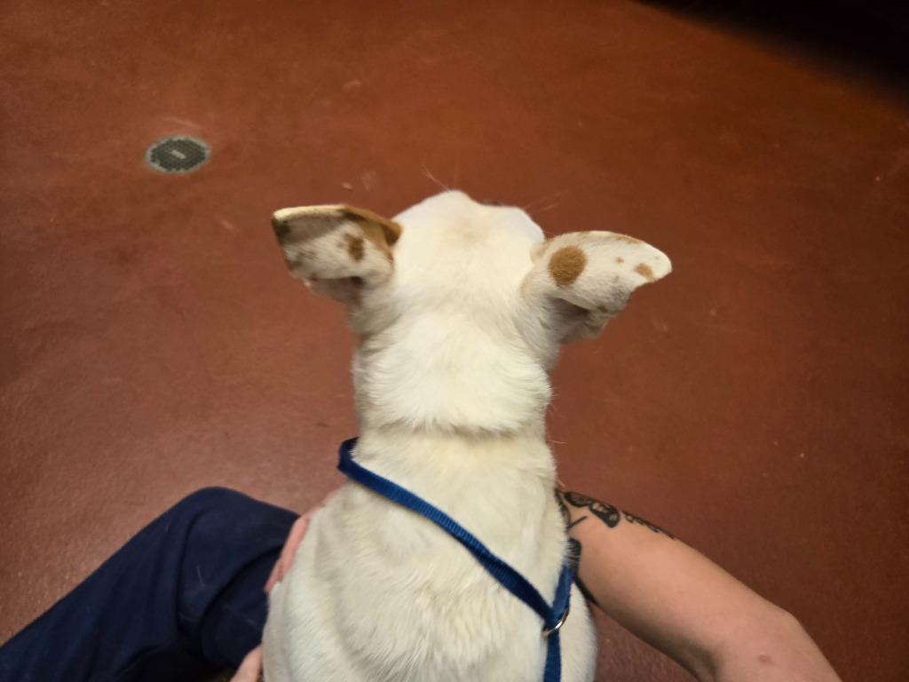 Enlarge Sausage, a Adoptable Pit Bull Terrier in Douglasville, GA image 5/6