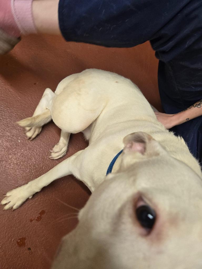 Enlarge Sausage, a Adoptable Pit Bull Terrier in Douglasville, GA image 6/6