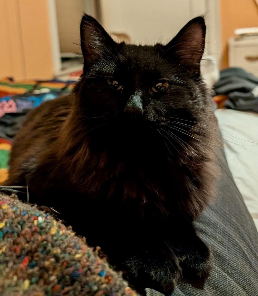 Enlarge Shadow bonded with Blackie, an adopted Domestic Long Hair in Chicago, IL image 1/6