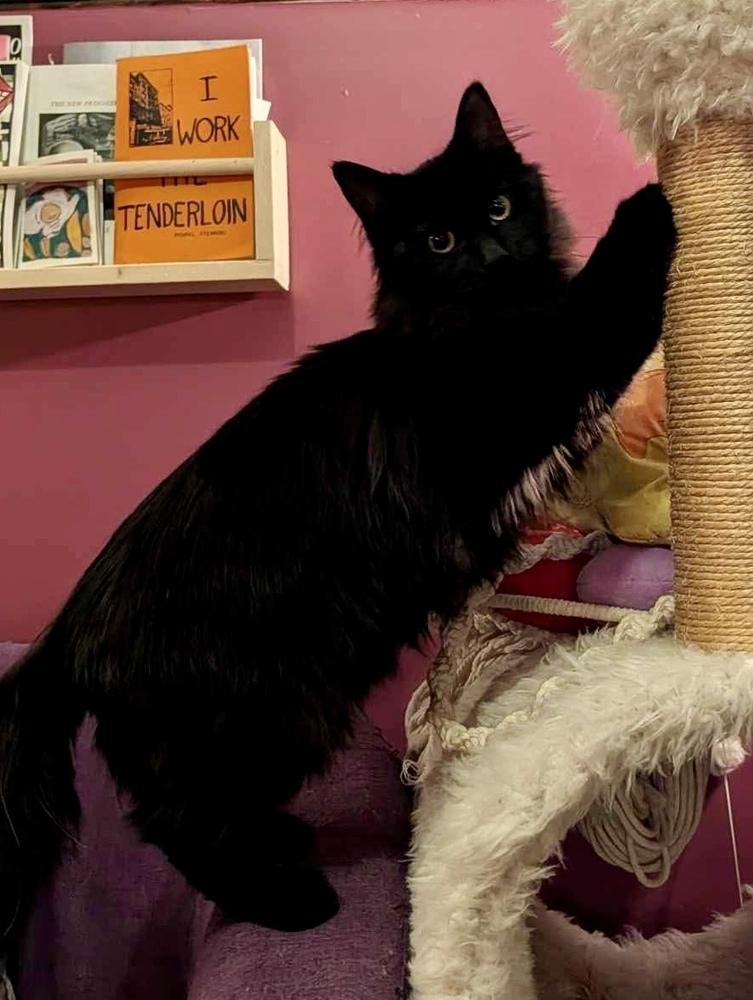 Enlarge Shadow bonded with Blackie, an adopted Domestic Long Hair in Chicago, IL image 2/6