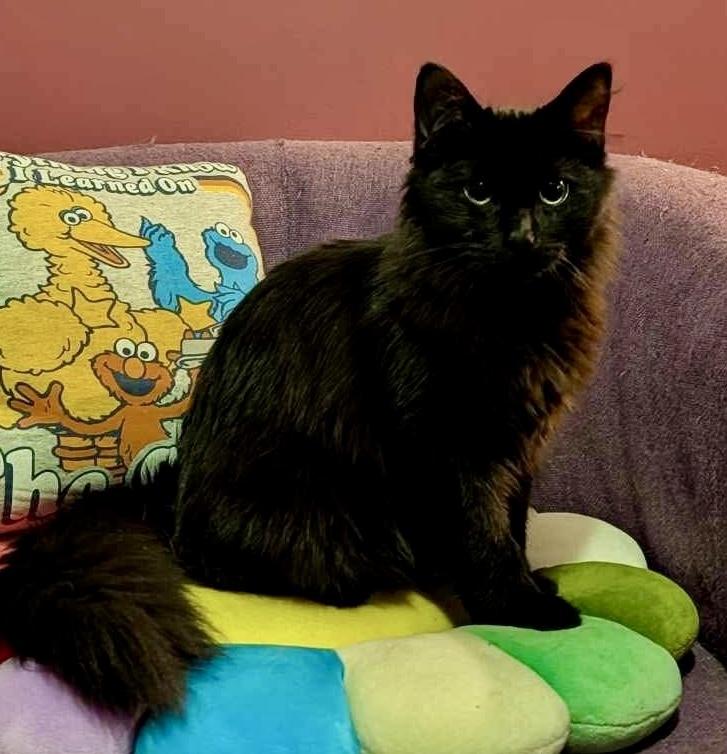 Enlarge Shadow bonded with Blackie, an adopted Domestic Long Hair in Chicago, IL image 3/6