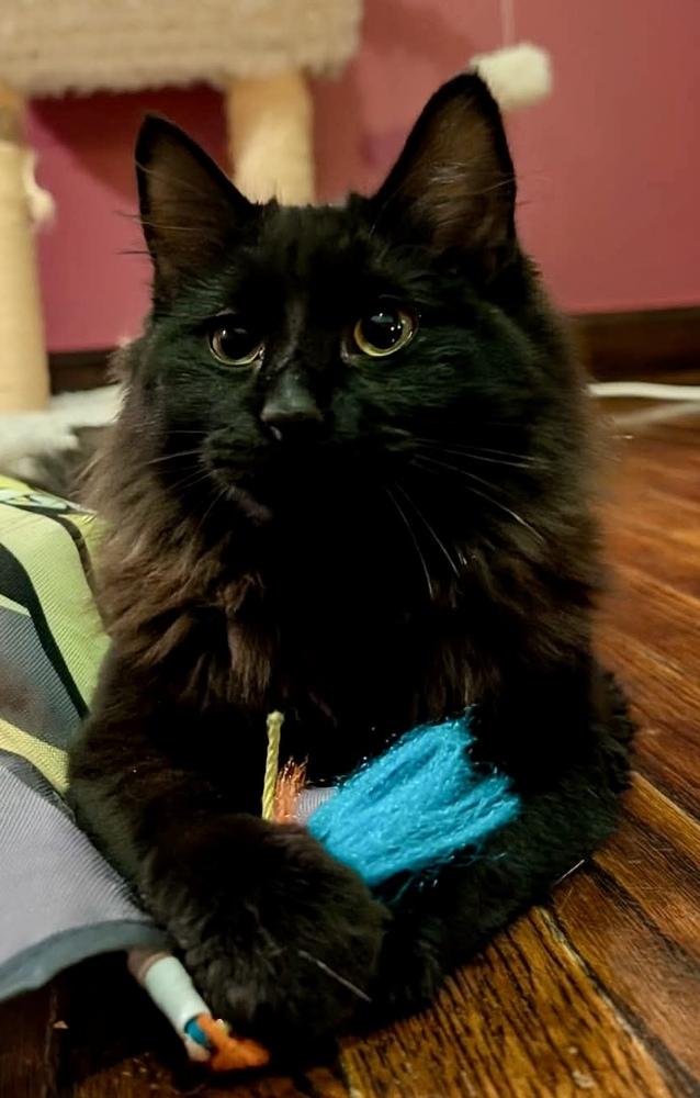 Enlarge Shadow bonded with Blackie, an adopted Domestic Long Hair in Chicago, IL image 4/6