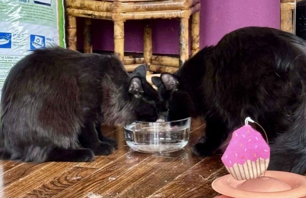 Enlarge Shadow bonded with Blackie, an adopted Domestic Long Hair in Chicago, IL image 5/6