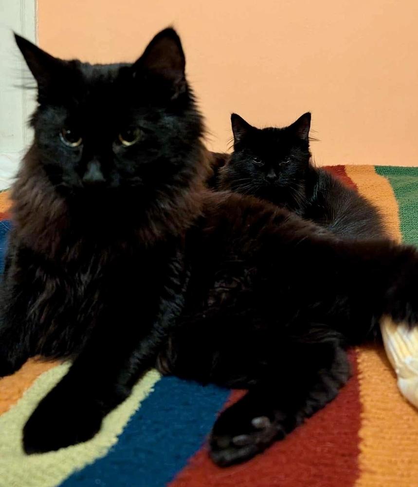 Enlarge Shadow bonded with Blackie, an adopted Domestic Long Hair in Chicago, IL image 6/6
