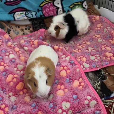 Enlarge Molly & Rosie, a ADOPTABLE Guinea Pig in Austin, TX image 3/3
