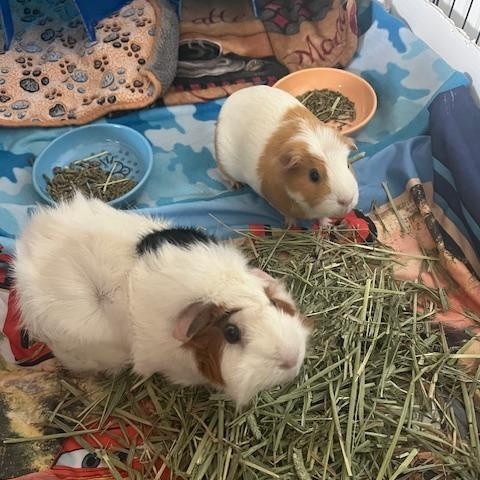 Molly & Rosie, ADOPTABLE, Adult Female Guinea Pig.