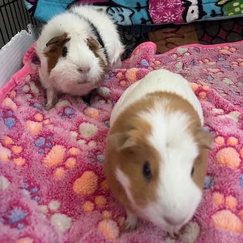Enlarge Molly & Rosie, a ADOPTABLE Guinea Pig in Austin, TX image 2/3