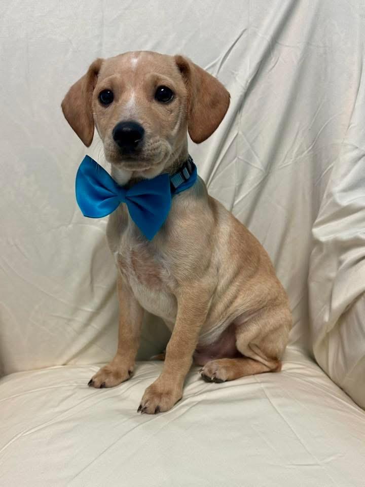 Enlarge Jacques, a Adoptable mixed breed in Walker, LA image 2/3