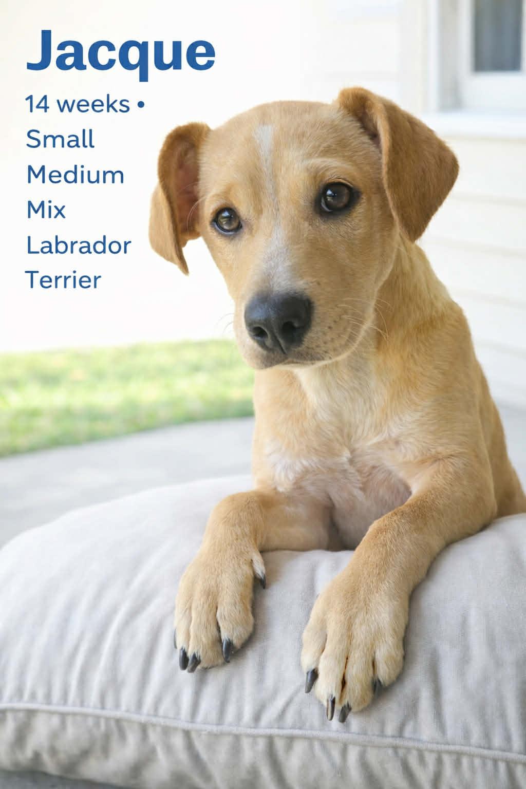 Enlarge Jacques, a Adoptable mixed breed in Walker, LA image 1/4