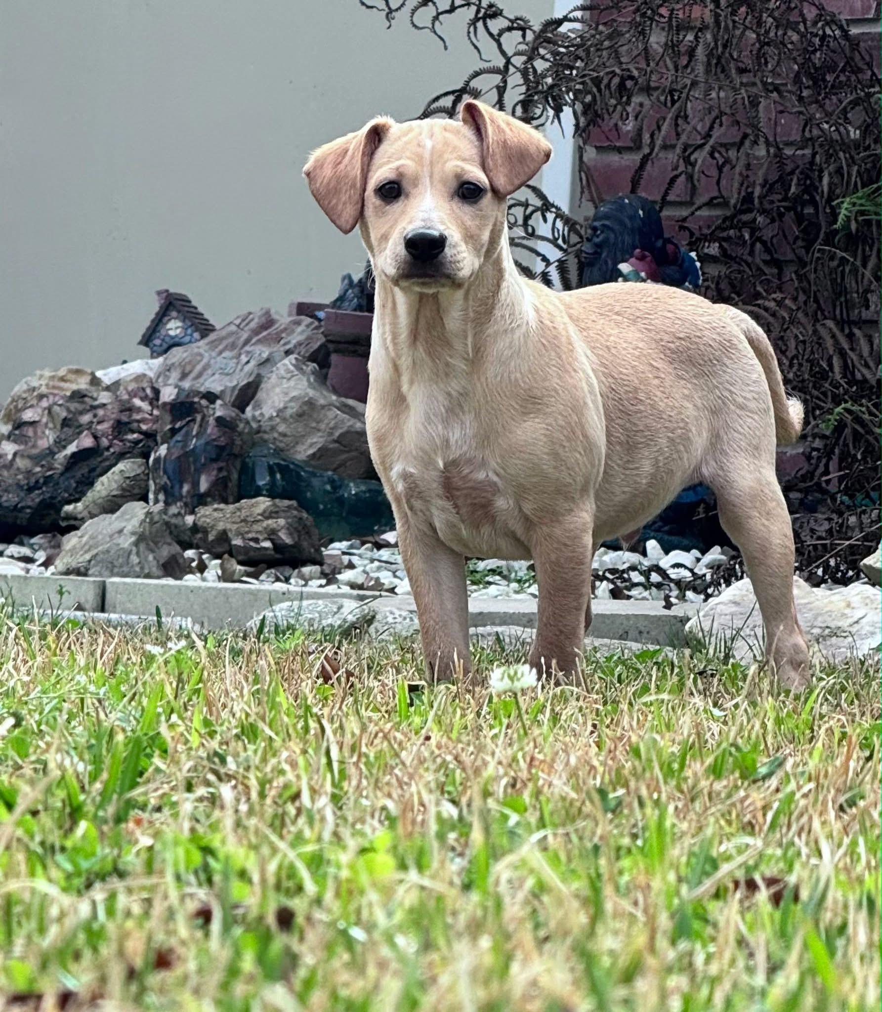 Jacques, Adoptable, Puppy Male Cattle Dog.