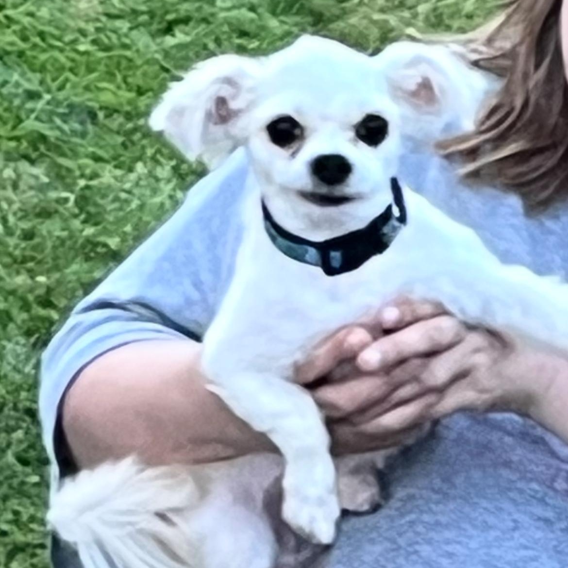 Puppy