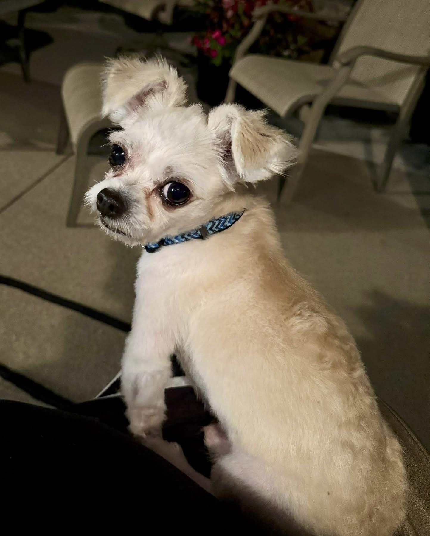 Puppy thumbnail 3