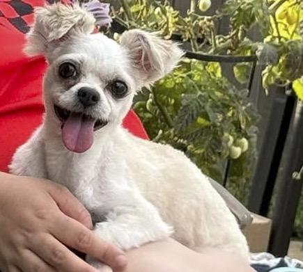 Puppy