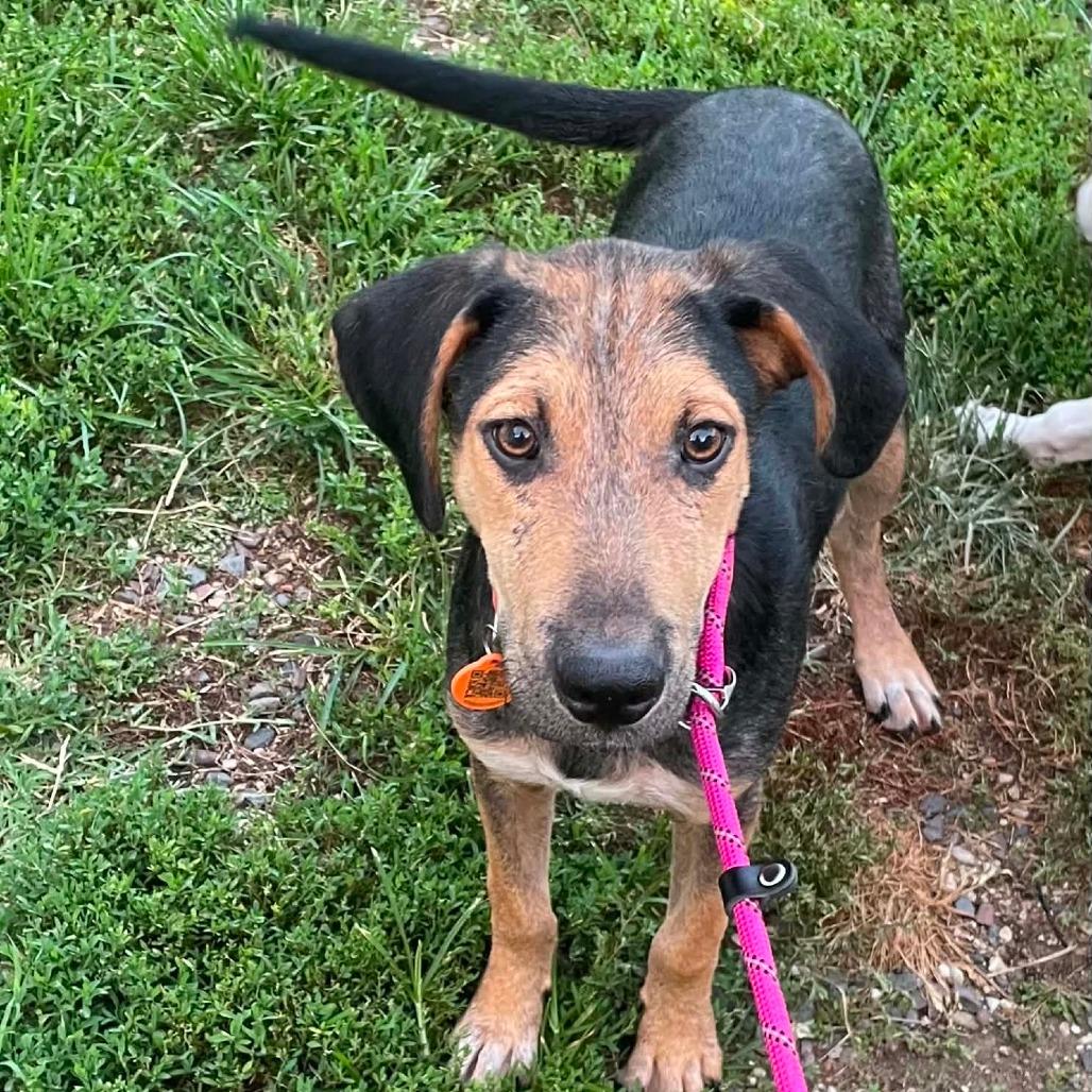 Theodore, a Adoptable Hound in Springfield, MO image 2/3