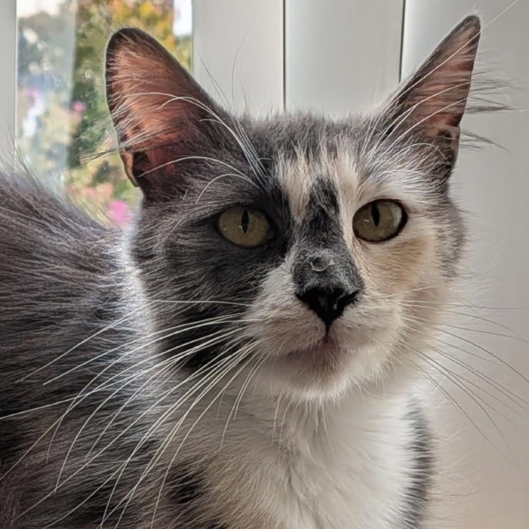 Merengue, a Adoptable Domestic Medium Hair in Pacific Grove, CA image 1/6