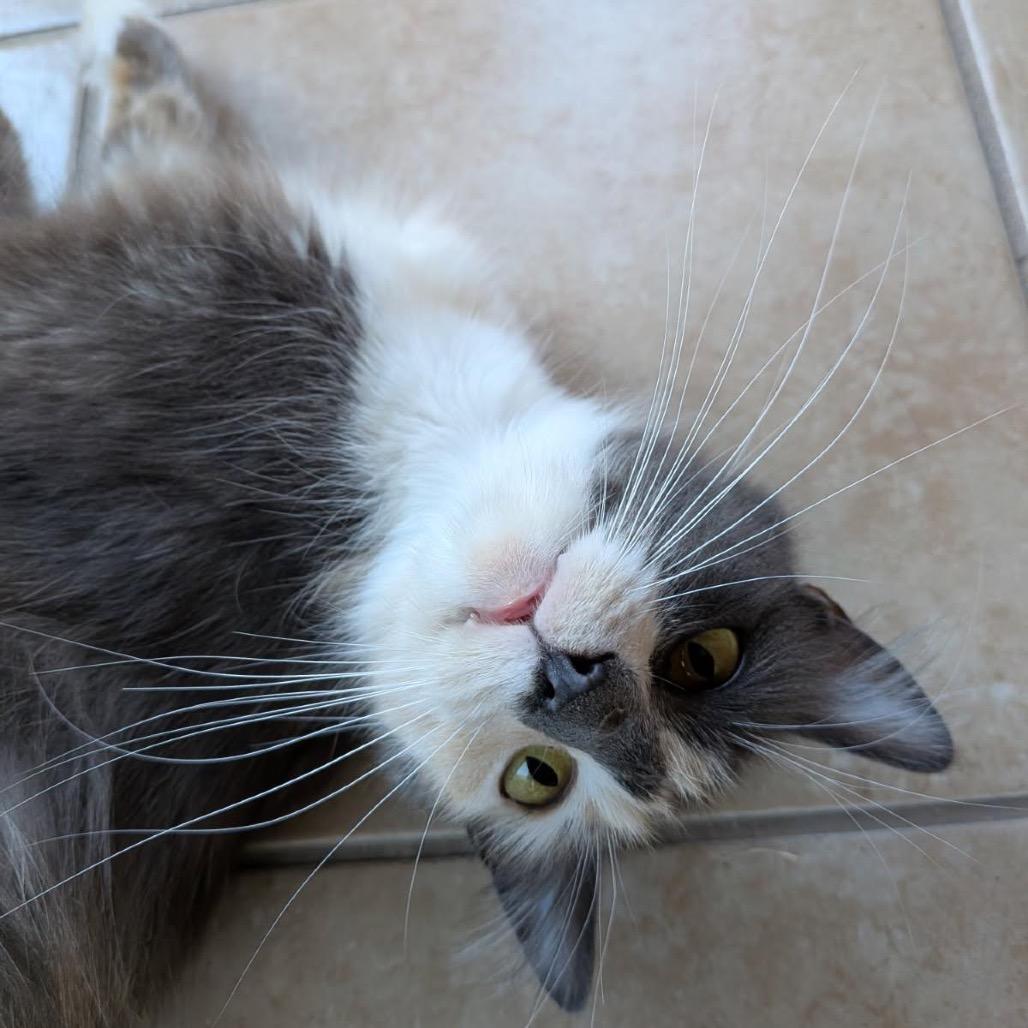 Merengue, a Adoptable Domestic Medium Hair in Pacific Grove, CA image 2/6