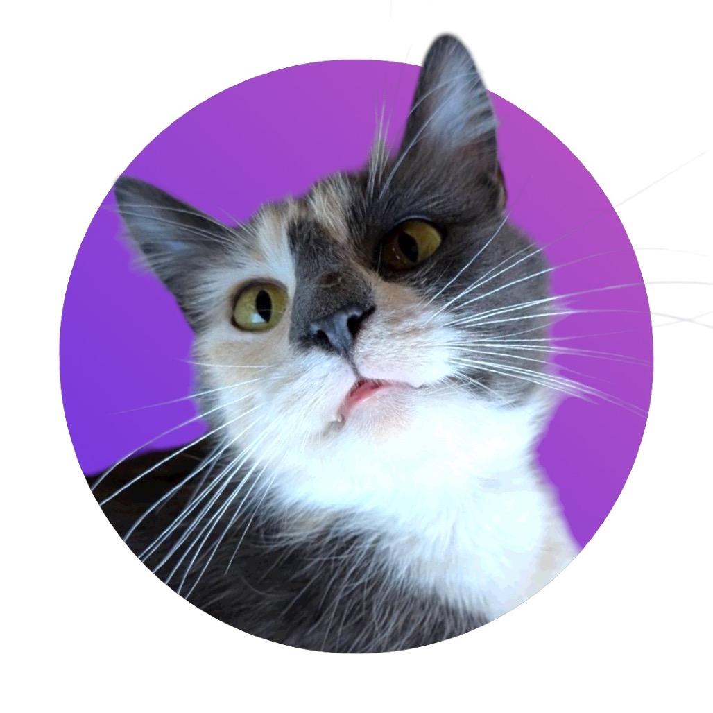 Merengue, a Adoptable Domestic Medium Hair in Pacific Grove, CA image 3/6