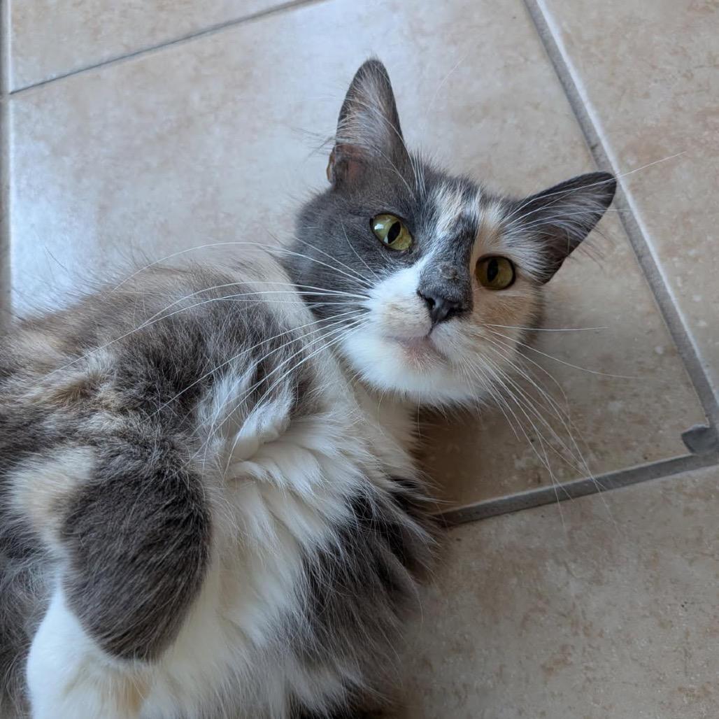 Merengue, a Adoptable Domestic Medium Hair in Pacific Grove, CA image 5/6