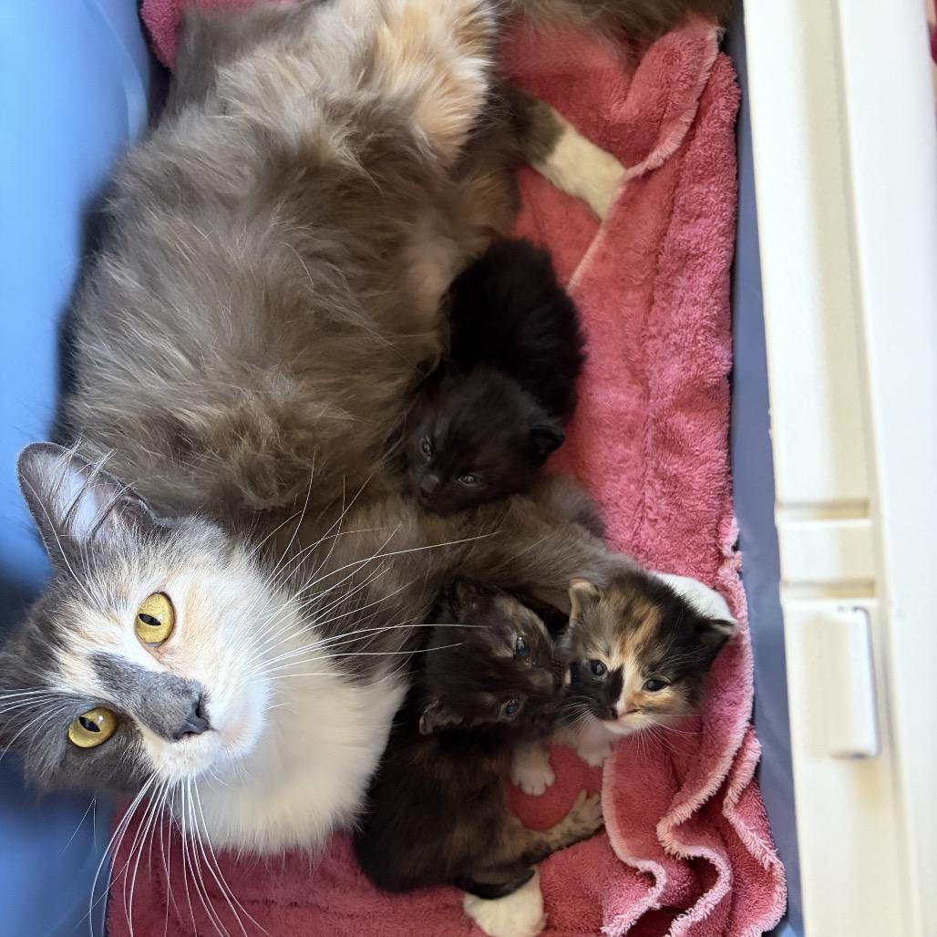 Merengue, a Adoptable Domestic Medium Hair in Pacific Grove, CA image 6/6