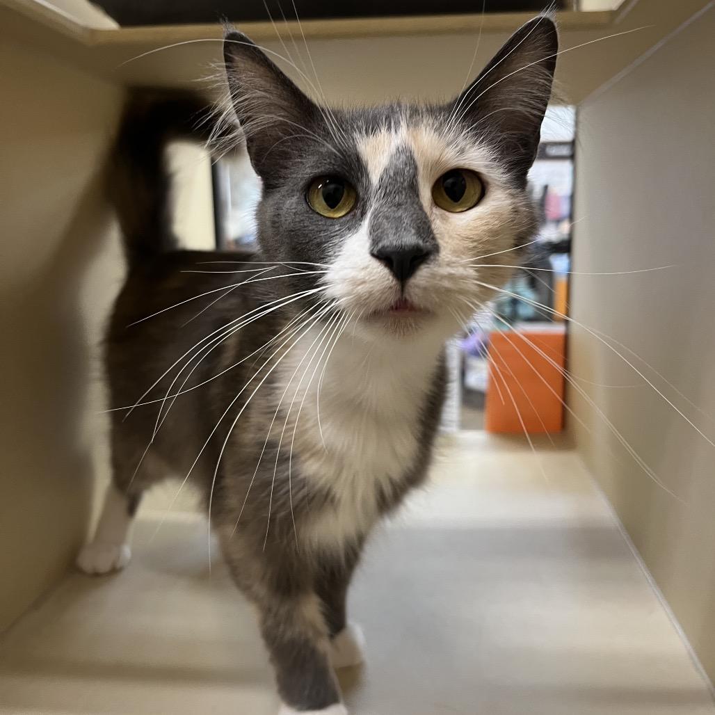 Merengue, a Adoptable Domestic Medium Hair in Pacific Grove, CA image 5/6