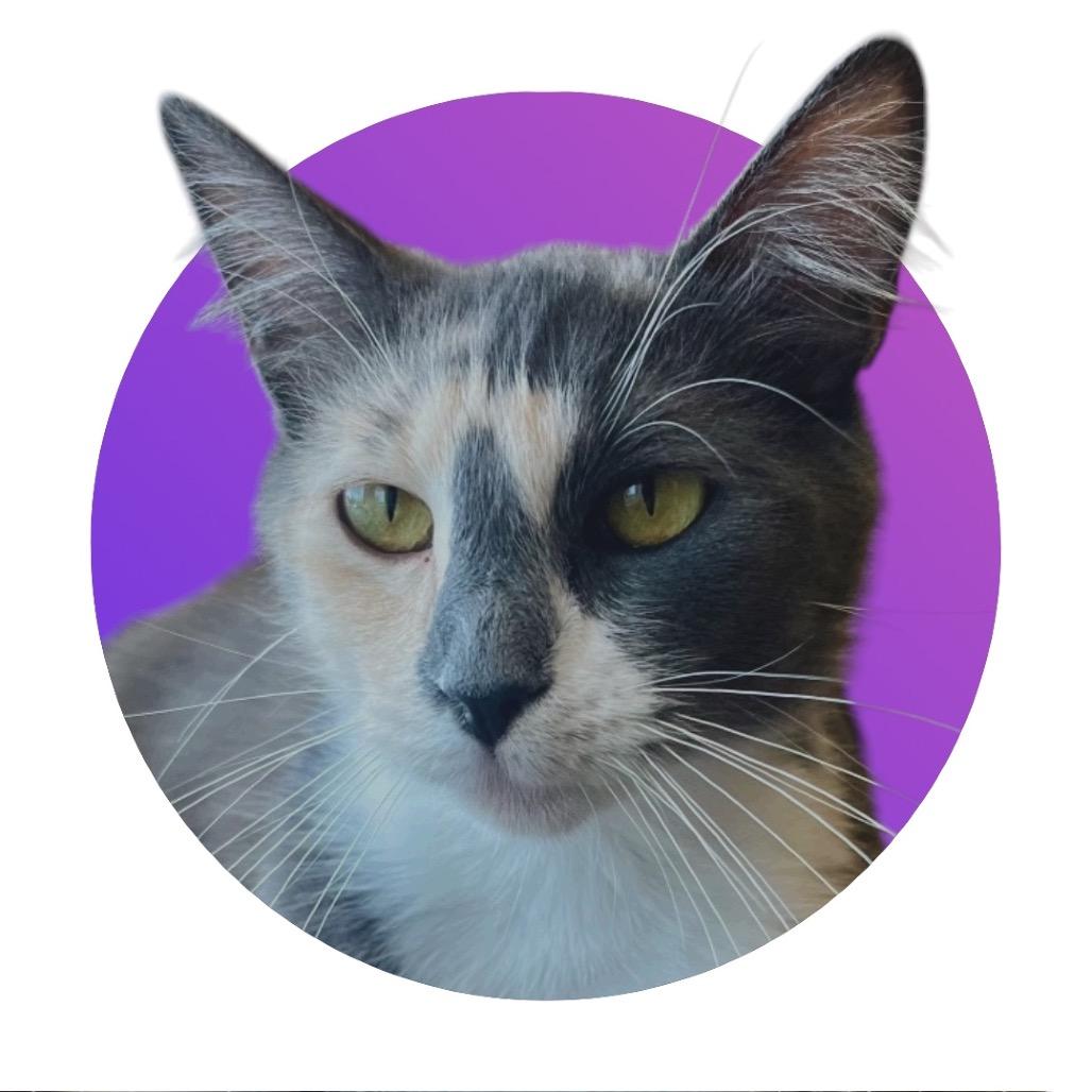 Merengue, a Adoptable Domestic Medium Hair in Pacific Grove, CA image 6/6