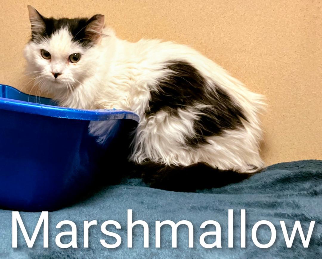 Marshmallow thumbnail 2