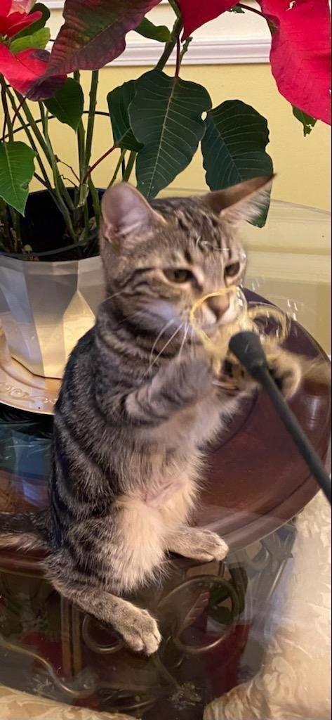 PEEWEE, Adoptable, Kitten Female American Shorthair & British Shorthair.