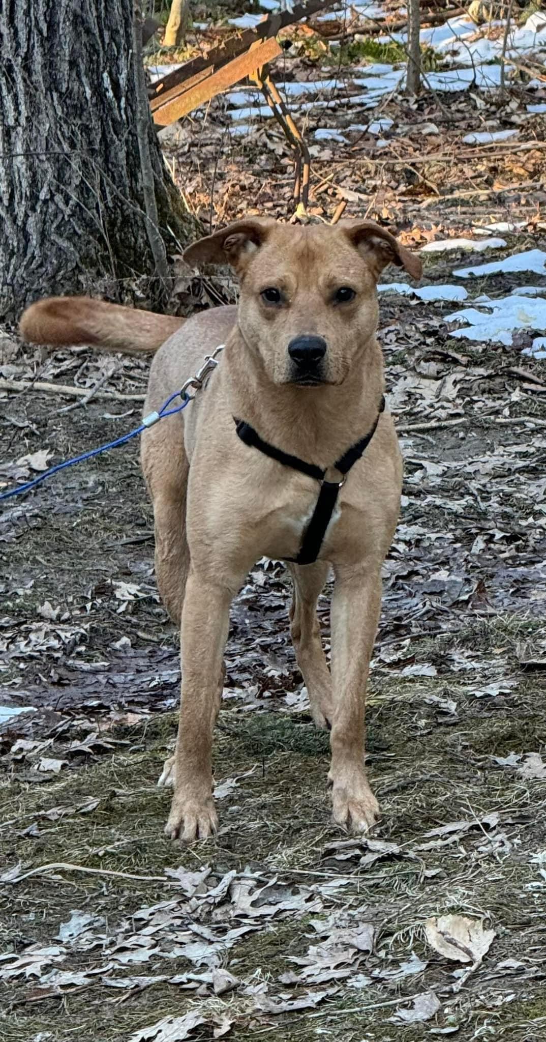 Enlarge Topaz, a Adoptable Mixed Breed in Vassalboro, ME image 1/1