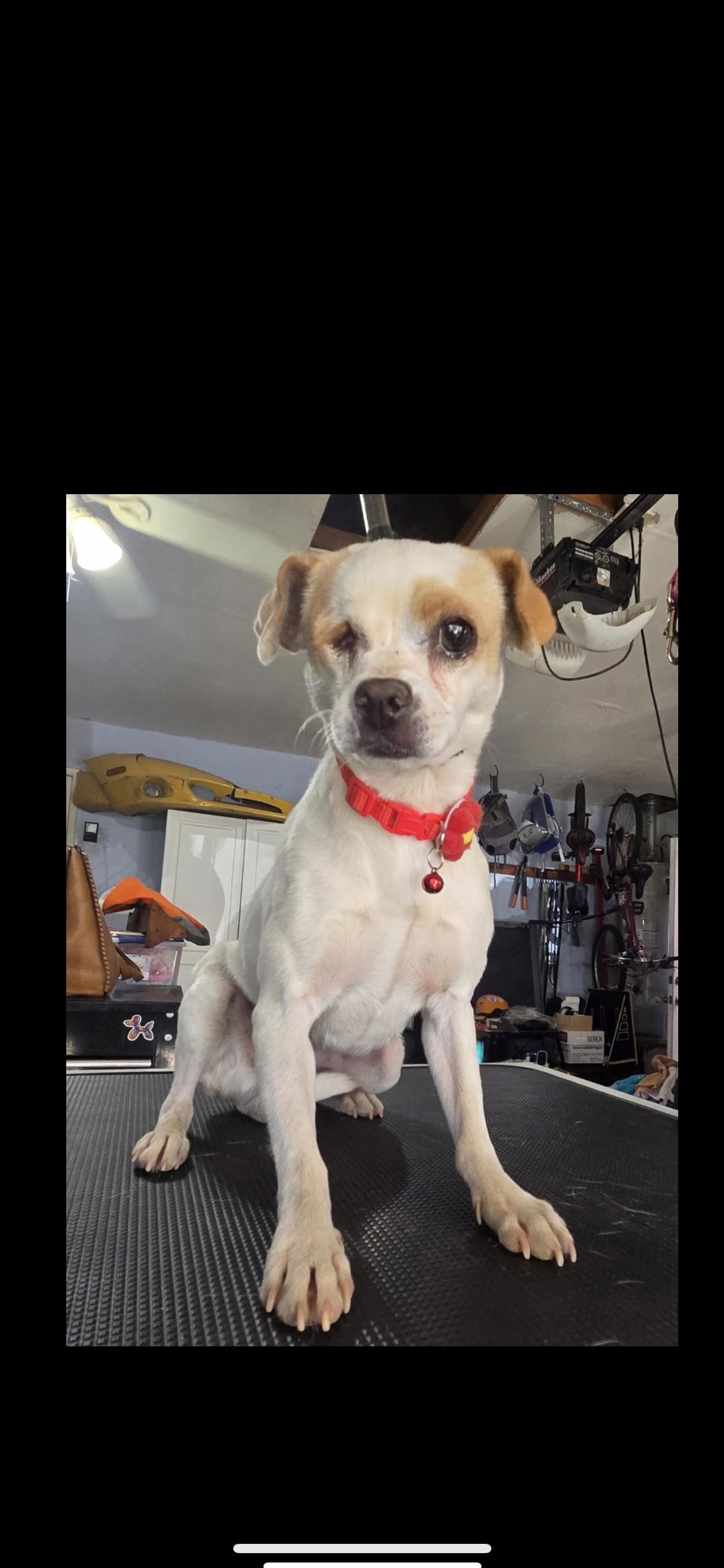 Enlarge Jamie, a Adoptable mixed breed in Hamden, CT image 3/6