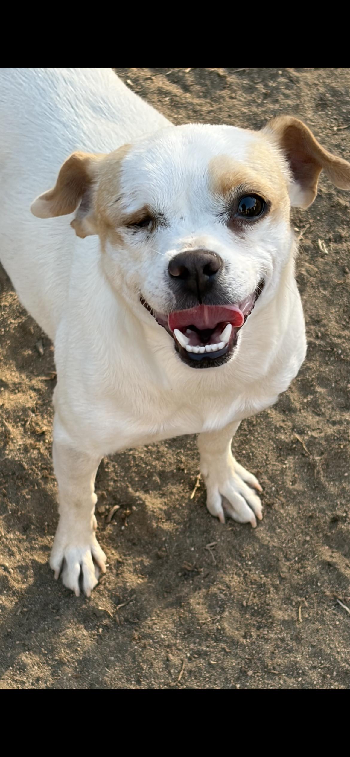 Enlarge Jamie, a Adoptable mixed breed in Hamden, CT image 6/6