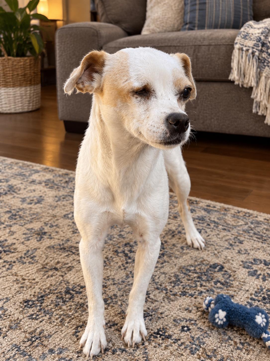 Enlarge Jamie, a Adoptable mixed breed in Hamden, CT image 2/6