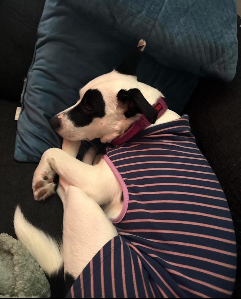Kehlani, ADOPTABLE, Young Female Pit Bull Terrier.