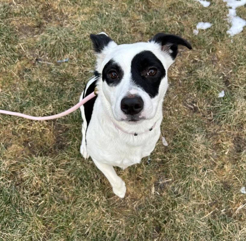 Enlarge Kehlani, a ADOPTABLE mixed breed in Philadelphia, PA image 1/5