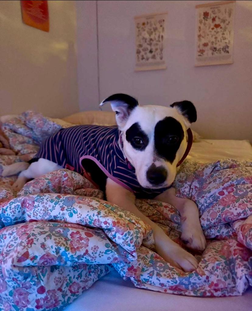 Enlarge Kehlani, a ADOPTABLE mixed breed in Philadelphia, PA image 2/3