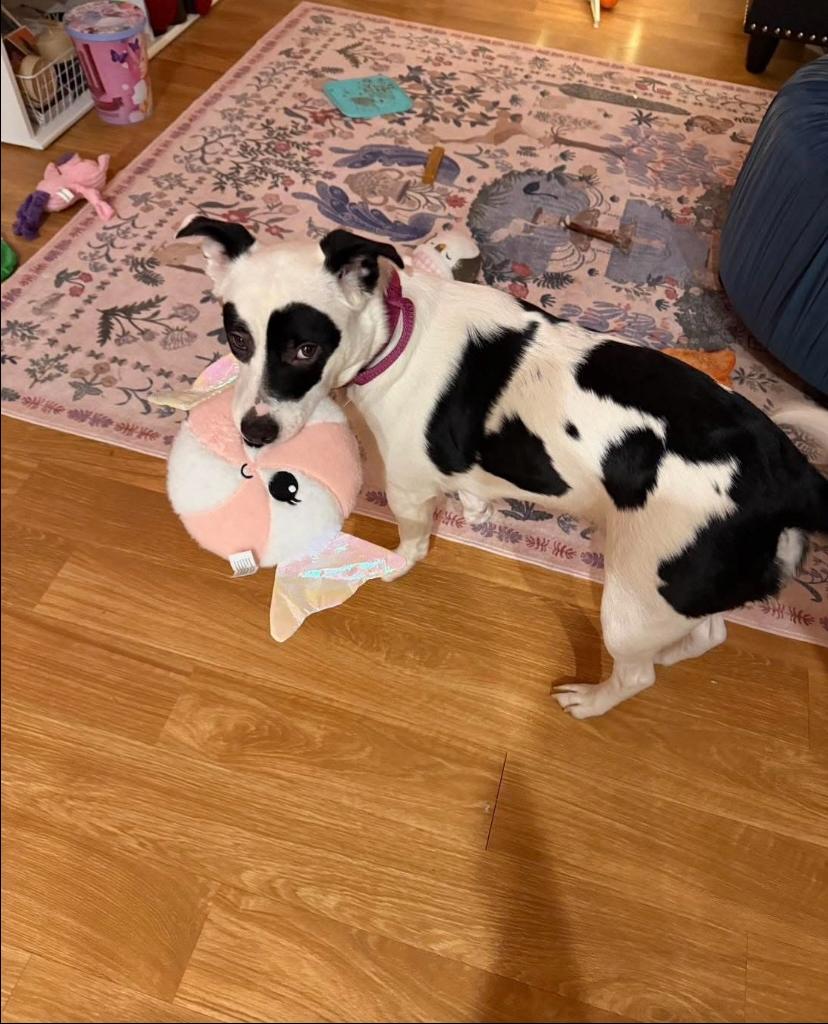 Enlarge Kehlani, a ADOPTABLE mixed breed in Philadelphia, PA image 3/3