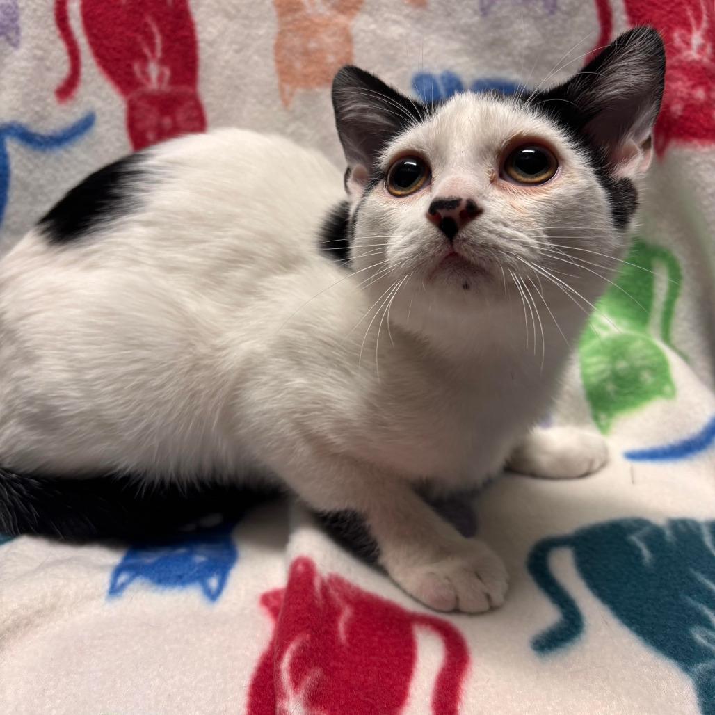 Enlarge NICKY, a ADOPTABLE Domestic Short Hair in Joshua Tree, CA image 1/1