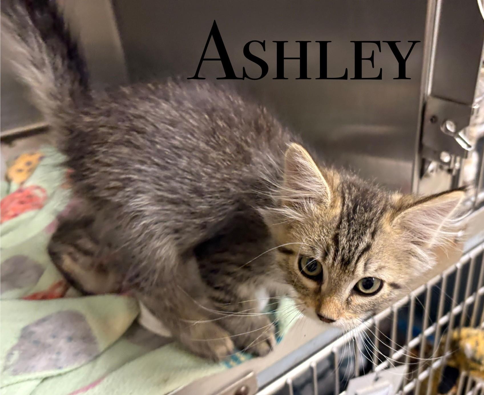 Ashley, an adoptable Domestic Short Hair in Craig, CO, 81625 | Photo Image 1