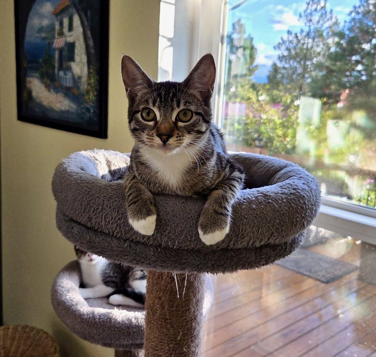 Enlarge Tessa & Twinky, a Adoptable Tabby in Seattle, WA image 4/6