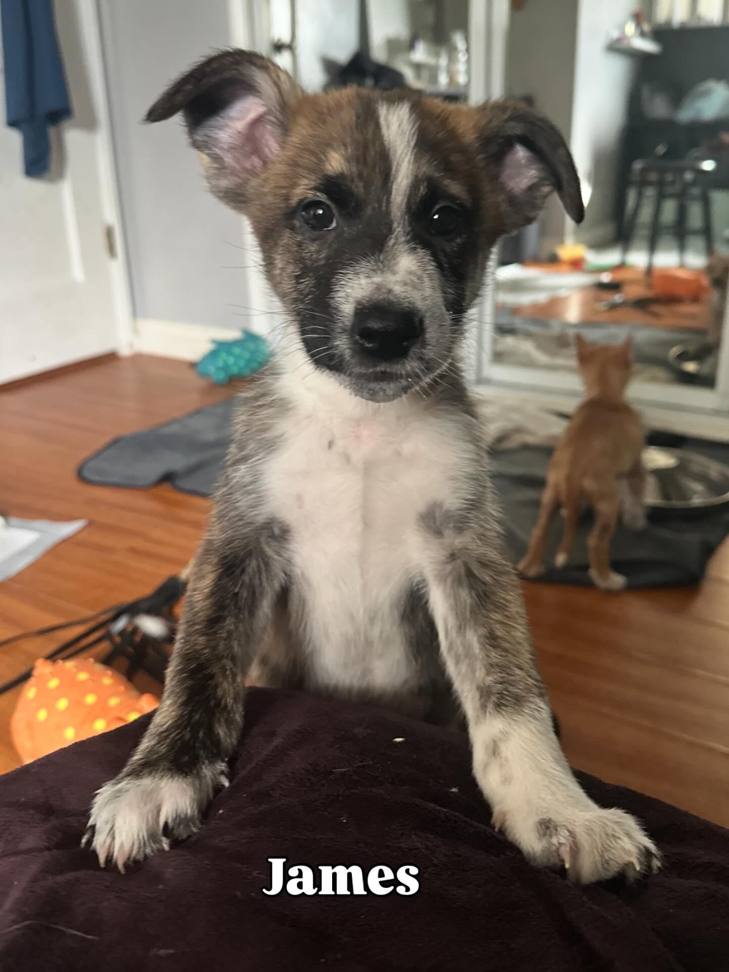 James Dean, ADOPTABLE, Puppy Male Australian Shepherd & Dutch Shepherd.