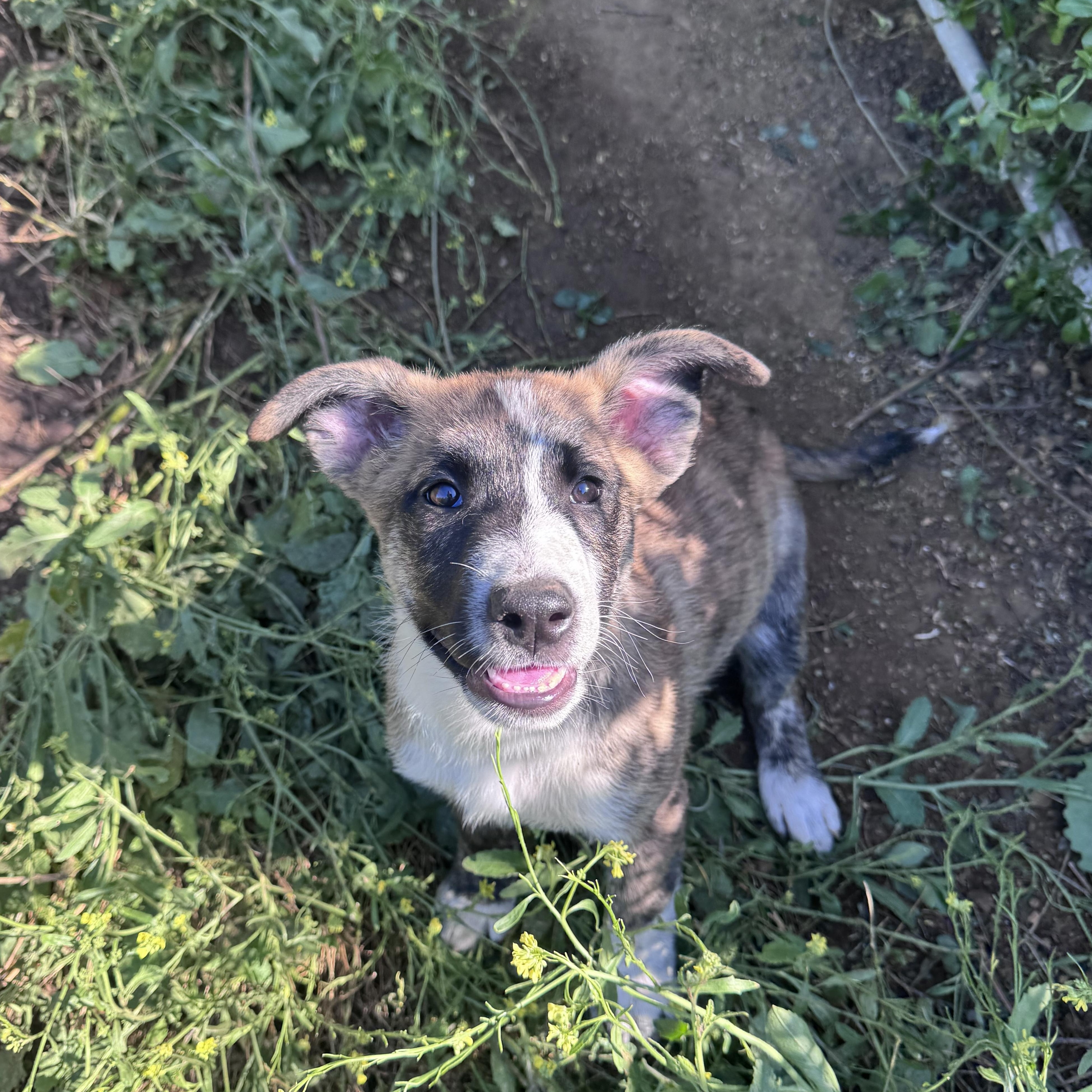 James Dean, ADOPTABLE, Puppy Male Australian Shepherd & Dutch Shepherd.