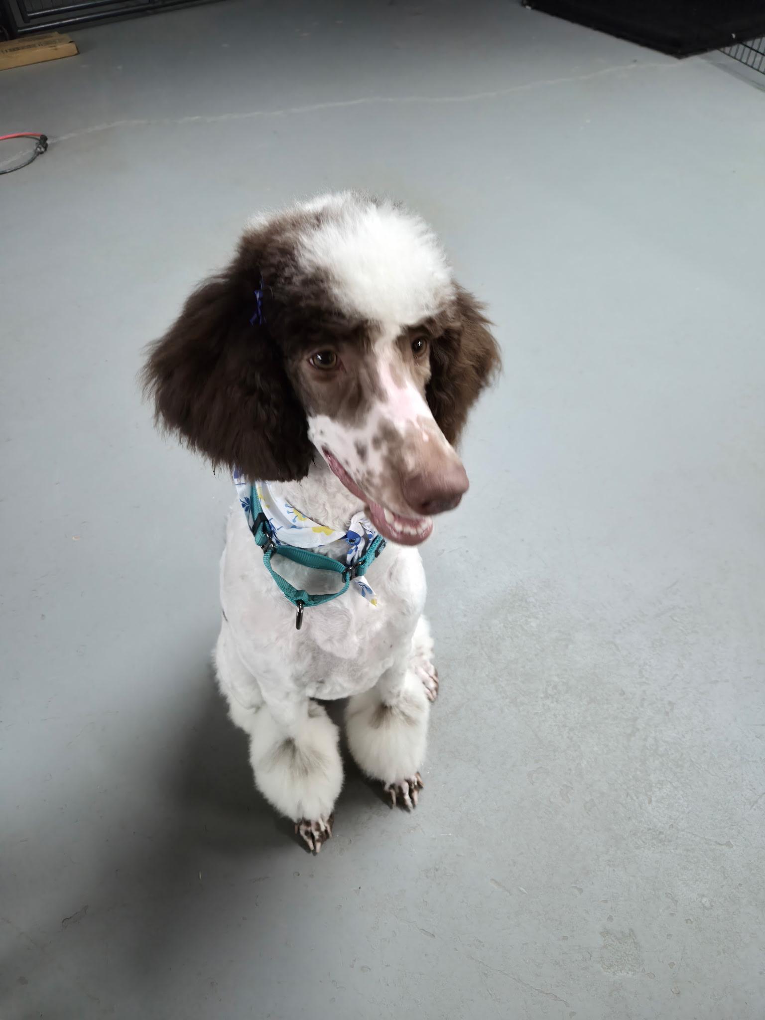 Lucy, an adopted Standard Poodle in Gainesville, GA image 2/4