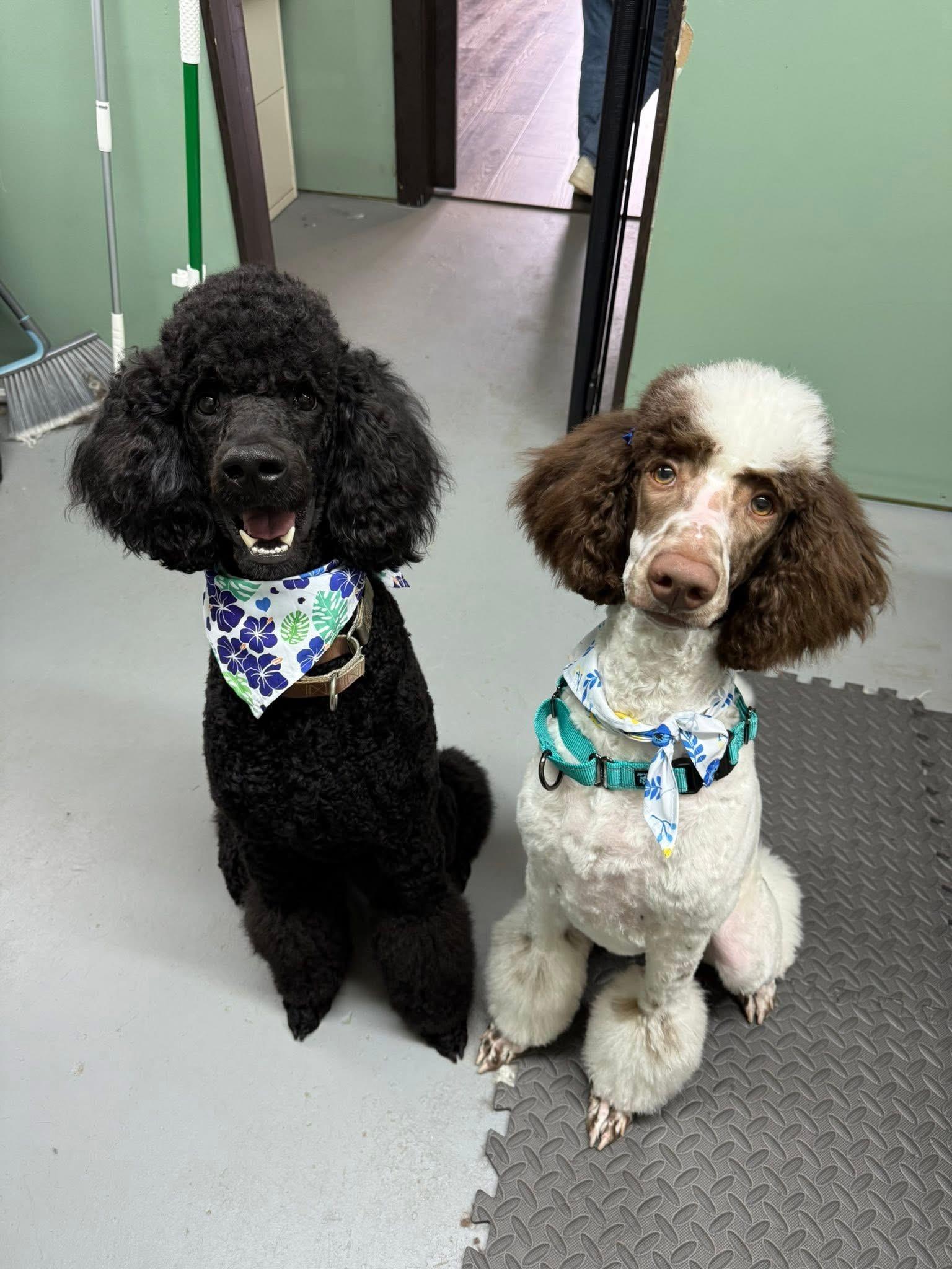 Lucy, an adopted Standard Poodle in Gainesville, GA image 4/4