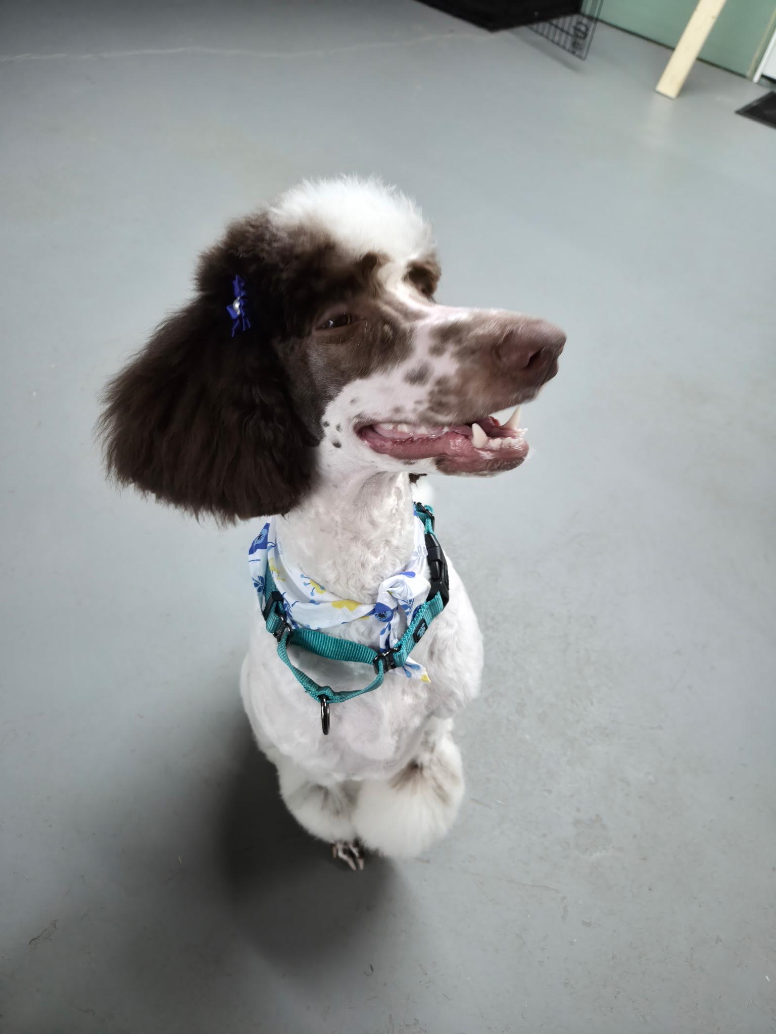 Lucy, an adopted Standard Poodle in Gainesville, GA image 3/4